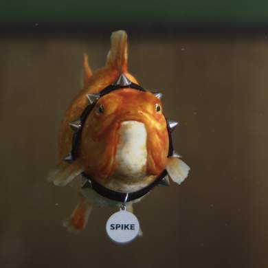fish